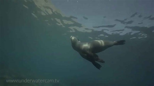 The Lion Kings Of The Sea - Cute & Funny Sealions in the Sea of Cortez - Short Documentary