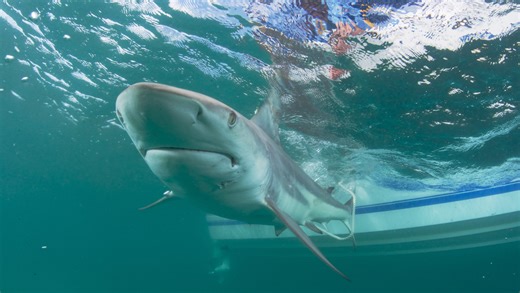 2 Florida shark attacks happened 2 hours a part in an unlikely place. Where most bites happen