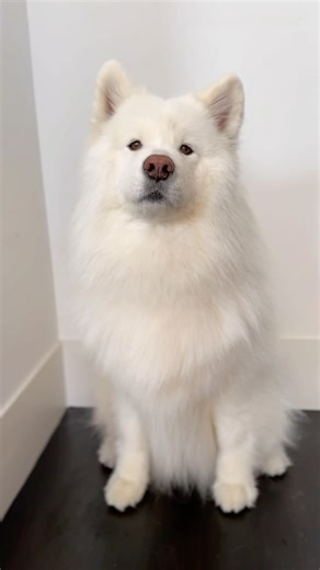 The world needs more peace, love and understanding! Spread love wherever you go, and peace will surely follow. ❤️✌🏻 #puptalk #peptalk | Coconut Rice Bear