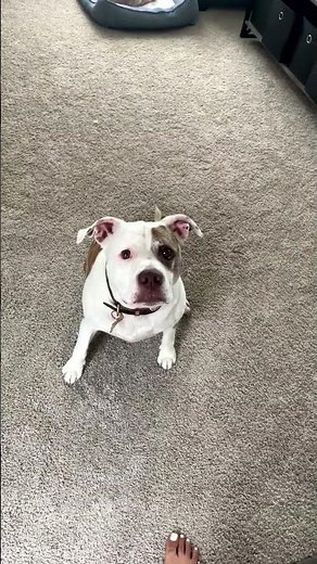 Adorable Pitbull Performs Impressive Tricks