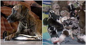 Great Dane gives birth to near-record 21 puppies in 27 hours