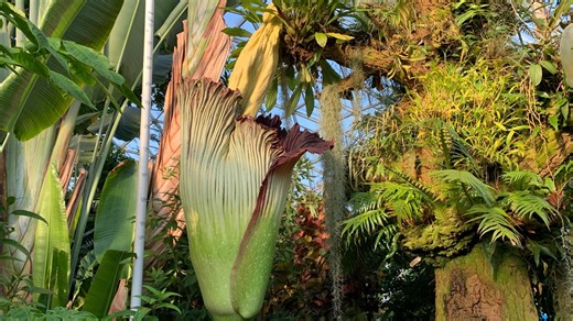 Rare corpse flower to bloom next month at Missouri Botanical Garden