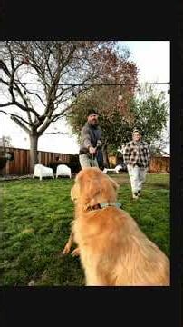 Decode Your Cat's Tail: The Ultimate Body Language Guide! #shorts