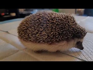 Hedgehog pees and poops! 😁