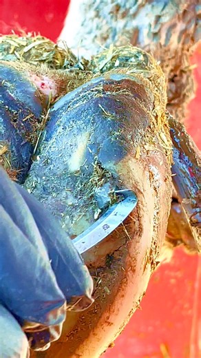 556K views · 3.1K reactions | Huge rock goes flying!!! #aliceinchains #hoofcowboy #hoofrock #whoopwhoop #Awesome | The Hoof Cowboy | Facebook