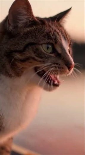 Dog and Cat Learn Teamwork on Kayak