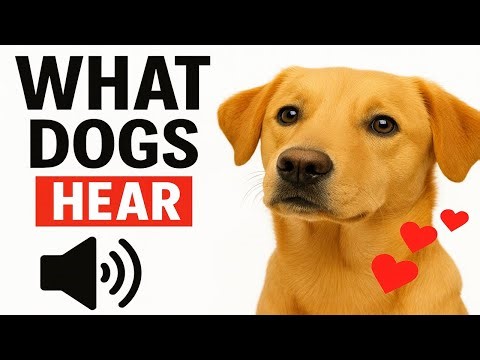 Can Dogs Understand Human Language? Dog Communication Explained 🐶 💬