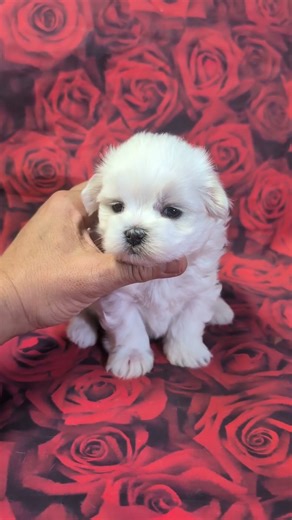 Luna - Female Maltese Puppy