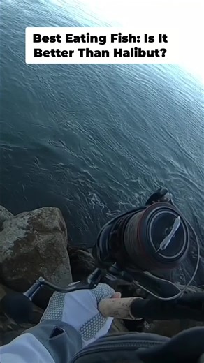 From a wild fight to an unforgettable flavor, this angel shark delivers a fishing experience like no other. You won’t believe how intense the catch was! #VINCEGOESFISHING #SharkFishing #SurfFishing #SoCalSurfFishing #CentralCoastFishing #AngelShark #EpicCatch #FishingAdventure #OceanCatch