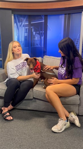 🚨🚨🚨 MEET ROWDY! 🚨🚨🚨 Here at our KTEN studio, this guy did not live up to his name! Rowdy was the most well-behaved and calm boy on our couch today. We just fall in love with every baby we meet from Lucky Paws Doghouse, Inc in Tishomingo ♥️ Rowdy is only about 6-months-old. He was rescued by the shelter after he was dumped with another dog, so he’s had a rough start so far. That hasn’t stopped him from making friends at the shelter, both human and furry! This boy gets along with all other d