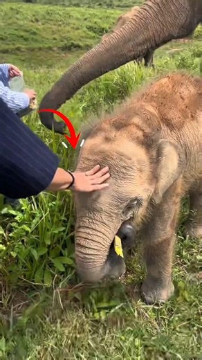 The Secret of the Baby Elephant's Call!😯 #biology #facts