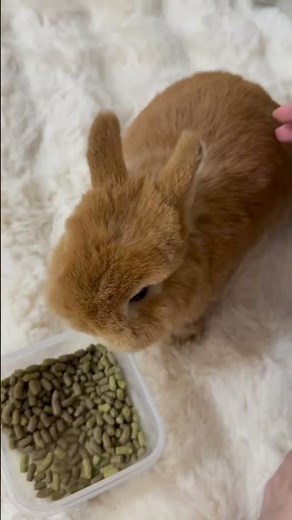 If Your Rabbit Is Sick, Here Are 3 Things You Must Do Immediately