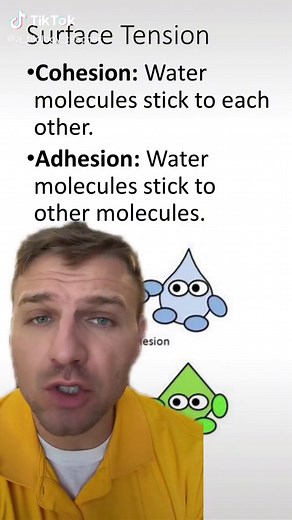 Cohesion & Adhesion: Water's Amazing Properties