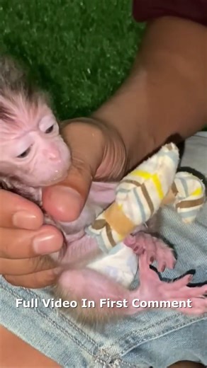 EXCITED LITTLE MONKEY GETS A PRESENT 🎁😍 Full video in first comment | Cute Monkey