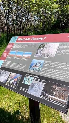 Did you know Vermont is home to the oldest fossil reef in the world?! 480 million years ago, when the continents were still grouped together in the southern hemisphere and Vermont was near where Zimbabwe is today, the land at the Chazy Fossil Reef was under the sea, and home to a number of prehistoric creatures. This reef stretched from Quebec to Tennessee, and today you can see fossil evidence of it right here in Vermont, tucked away on Isle La Motte. Located in northern Lake Champlain, this de