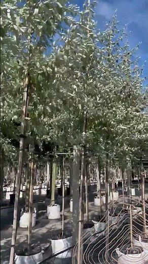 Silberlaubige Ölweide | Eleaegnus angustifolia 'Quicksilver'