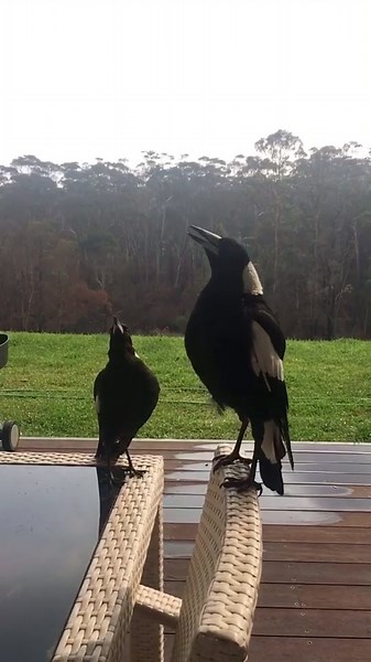 El sonido del magpie: lo que necesitas saber