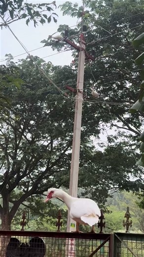 MD Vignesh Mariner on Instagram: "#bird #trending #natural #explorepage #duck"