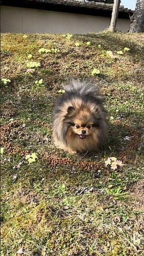 The love between a dog and its human 🐶❤️🤵🏻‍♀️ #pomeranian #dog #love #relationship