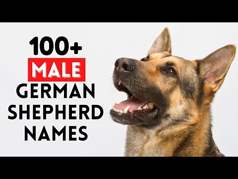Top 100+ Unique Male German Shepherd Names