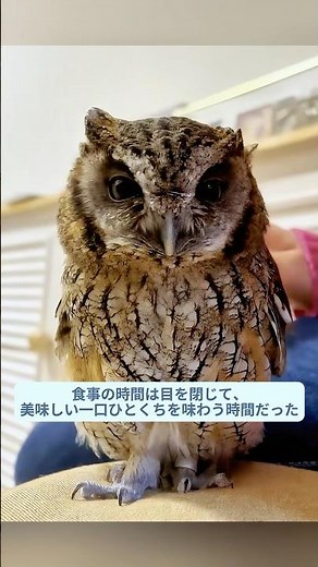 夫婦がフクロウの赤ちゃんを見つけ、愛情込めて育てた