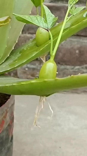 True or Fake? Kayo na lang humusga 😂😂😂 planting grapes | Herminigildo Alday Sonajo