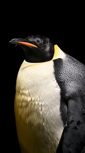 29K views · 2.4K reactions | Dressed to emp-ress!  This emperor penguin was documented by #NatGeoExplorer and #PhotoArk founder Joel Sartore, Photographer. Photo Ark uses the power of photography to inspire people to delve into the captivating lives of wildlife, revealing their remarkable behaviors and exploring solutions to safeguard them from growing threats. Explore more at natgeo.org/photoark. | National Geographic Society | Facebook