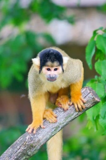 Why Do Monkeys Throw Poop?