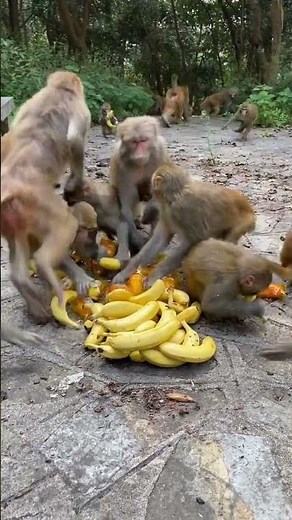 The monkey king first takes three banana monkeys