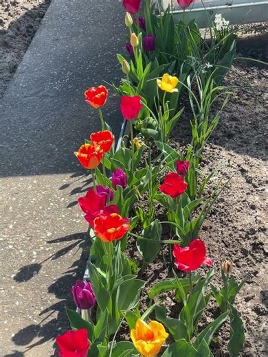 Hidden Beauty of the German Countryside | Forests & Rivers 🇩🇪🌿 #safar #travel #shorts #germany