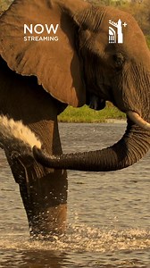 2.5K views · 26 reactions | OUT NOW ON CANON+! Find all four episodes of the newest season of Riot and the Dance on Canon+ today! Head to joincanonplus.com today! | Canon Press | Facebook