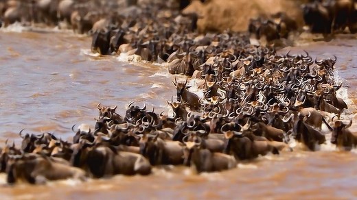 实拍非洲动物大迁徙，场面壮观，让人深有感触