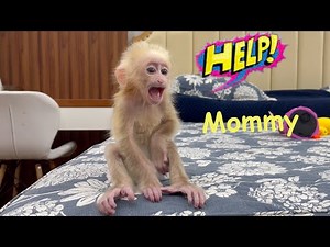 Baby Monkey Momo cry and Run to Find his Mother