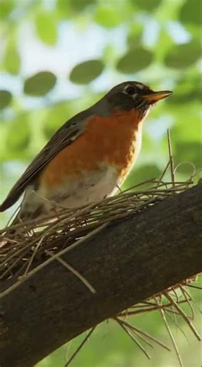 The Old Man Who Plants Trees