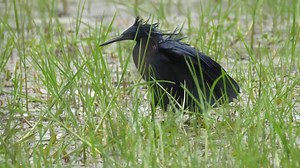 Black Heron.(Egretta ardesiaca) at its best.🤩🍷 Birding safari at Lake Manyara. Join us for birding safari and explore the plains of Tanzania and Kenya for an incredible adventures. We are creating African safari experiences for the Insightful travellers. 🖲Lake Manyara National Park. 🌍Tanzania destinations. #authentic #nature #naturelovers #explore #italy #horse #vogelfotografie #birding #birdsofprey #birds_adored #germany #italy #switzerland #raw_allnature #austria #sweden #uk #canada #raw #