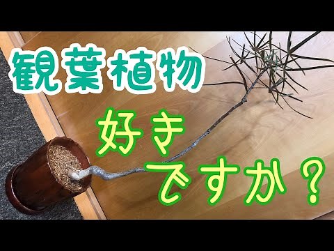 植物を育てる！ボトルツリーの植え替え。