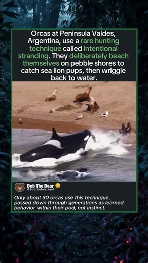 How Orcas Learned to Hunt Sea Lions on Land