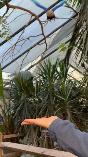 6.1K views · 185 reactions | Our Blue-bellied Roller is dropping in to say hello! Rollers are a colorful family of insectivorous birds native to Africa, Asia, and Europe. The name “roller” comes from the courtship display of some species, in which they perform an aerial rolling maneuver while diving in flight. Meet the Blue-bellied Rollers in our Wings of the Tropics aviary! | Sylvan Heights Bird Park | Facebook