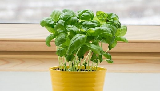How Long Do Basil Plants Live? Basil Grow Cycle & Lifespan