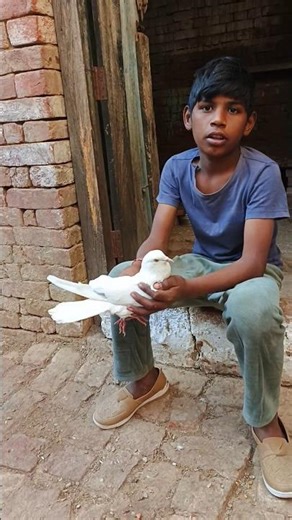 #love #pigeon🕊️💗🙏 #hindichildrenssongs #kabutar #kabootarloft05 #hindinurseryrhymes #kabootar #birds