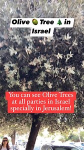 17K views · 568 reactions | Olive 㮝 Tree  in Israel . You can see olive trees at all parties in Israel specially in Jerusalem. #fypシ #fypシ゚viralシ #fypシviralシ2024 #followersシ゚ #followersreels #followersreels #followerseveryone #wondercaregiver #everyone #wondercaregiver | Israel Care Filipino | Facebook