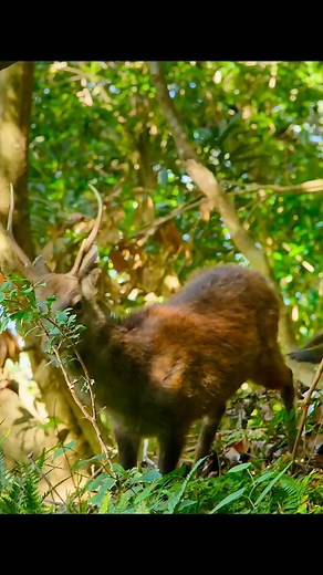 Macaques and Deer Feeding Frenzy in the Forest