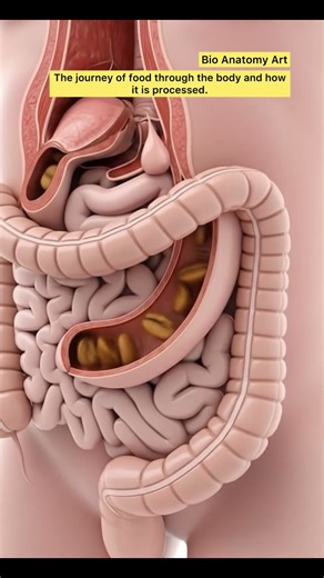 The Journey Of Food Through The Body And How It Is Processed | Bio Anatomy Art | Gut Health