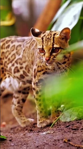 Ocelot — The Deadliest Little Hunter of the Jungle 🐆🔥