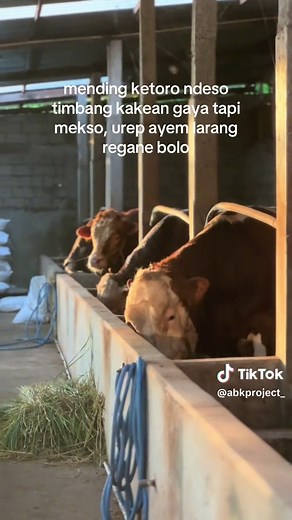 Cerita Peternak Sapi Indonesia yang Inspiratif