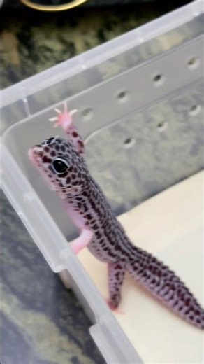 Rhythm of a Gecko 💚🎶 | Gecko Moments #17