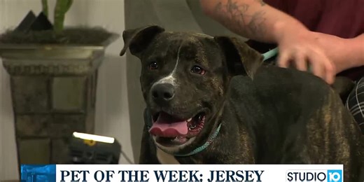 Pet of the Week: Jersey