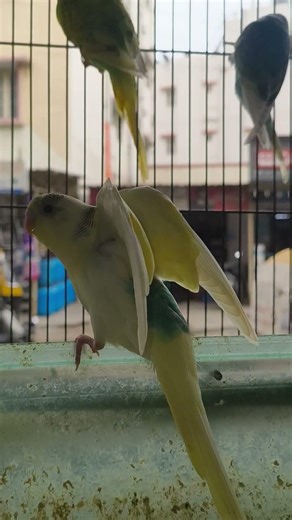 Birds are vertebrates, meaning they have backbones. #edit #birds #planetaquarium #lovebirds #reels