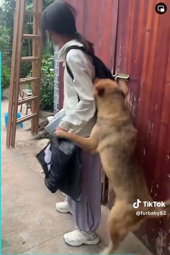 The Heartwarming Welcome of a Beloved Dog