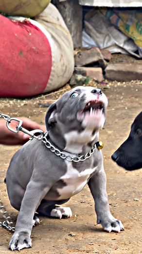 ਮੋਹਿਤ ਭਦਾਨਾ05 on Instagram: "Check quality 女 #pitbull #pit #explore"